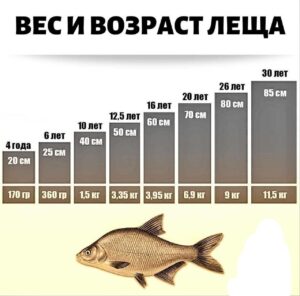 Размеры леща
