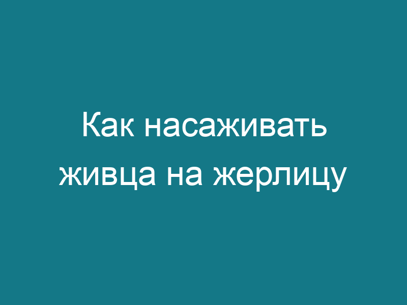 Как насаживать живца на жерлицу